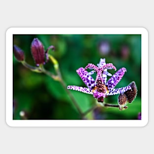 Tricyrtis flower ( Toad Lily ) Sticker